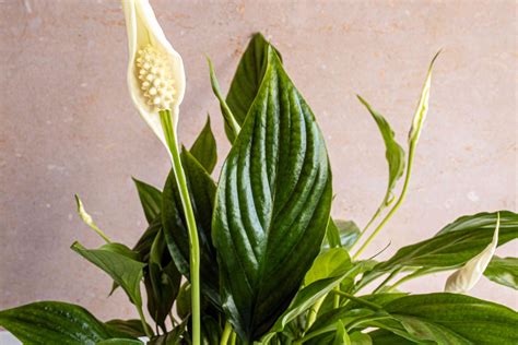 is spathiphyllum plant poisonous to cats|are peace lilies dangerous to cats.